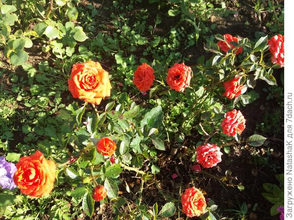 Миниатюрная розочка Оранж