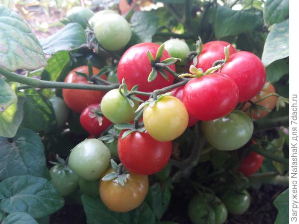 Мини помидорки Бонсай в мини парничке