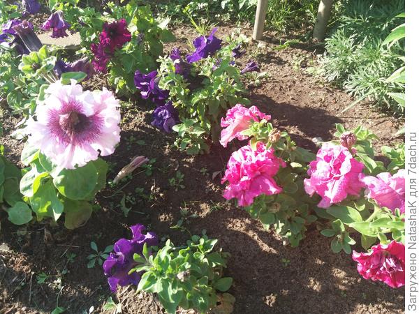 Любимые петунии в ассортименте сразу за крыльцом