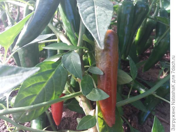 Острый мини перец Дракоша в мини парничке