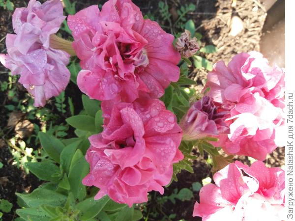 Петунии многоцветковые справа среди роз