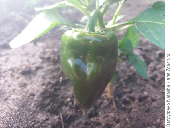 Сладкий мини перчик Кузя в теплице