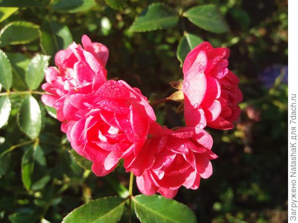 Красавица цикламеновая Heidetraum