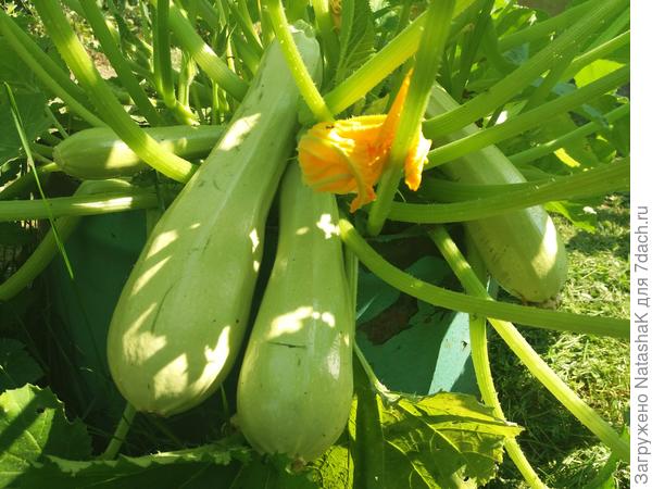 Вот этот пучечек порадовал