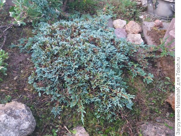 Стелющийся голубой можжевельник