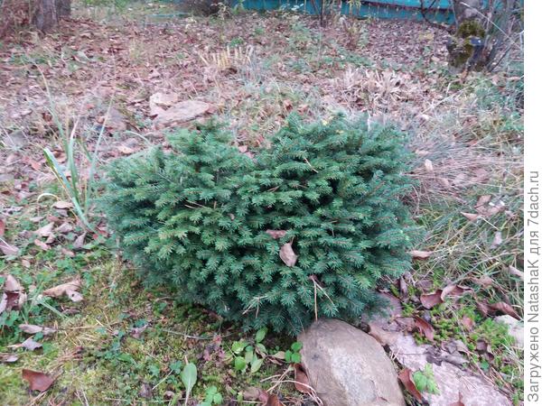 И еще одна елочка