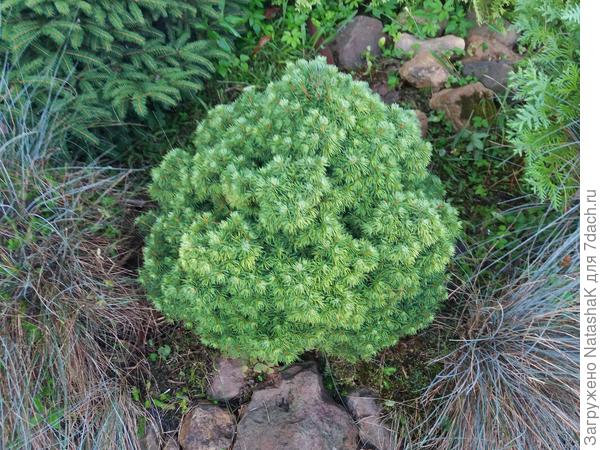 Мини елочка