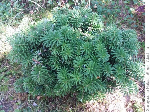 Пихта  Бальзамическая