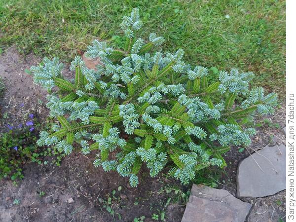 Пихта Блю Имперор - метр на метр будет