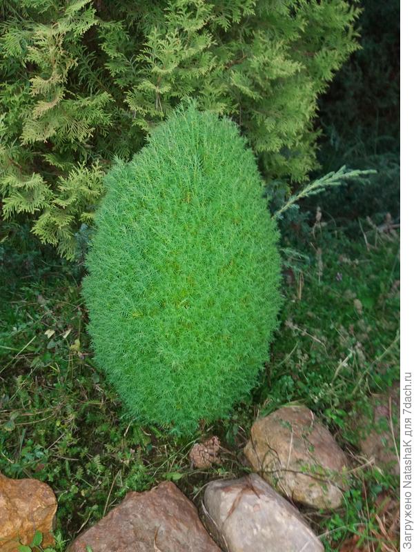 Мини можжевельник - продавался в миксе