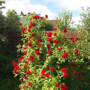 Плетистая роза  - как всегда,без названия