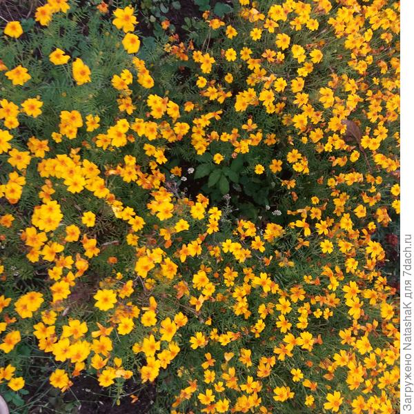 Здесь три куста от трех крооохотных росточков.