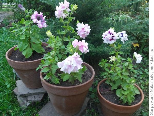 Напротив тоже петунии в керамических горшках в этом же стиле