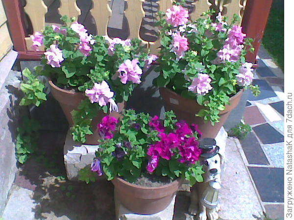 Беред беседкой петунии в горшках