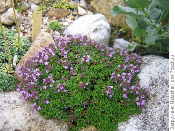 Тимьян ползучий - это фото из интернета, у меня есть такой, пока маленький, прелестный просто, особенно когда цветет микроскопическими розовыми цветочками