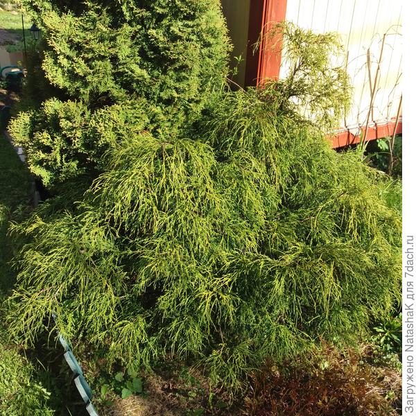 Кипарисовик горохоплодный