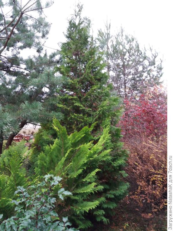 Туя западная Брабант