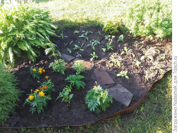 Бархатцы и календулы - рассада