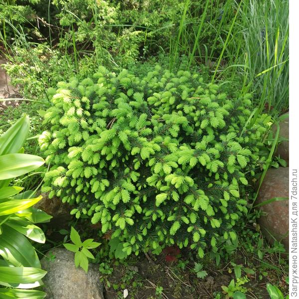 Карликовая елочка весной в период вегетации