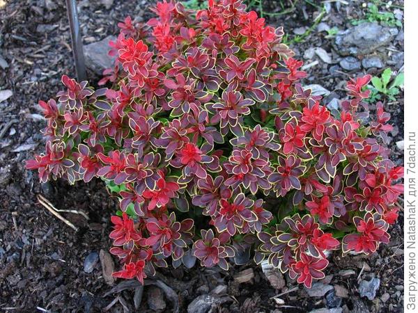 Барбарис Тунберга Адмирейшен