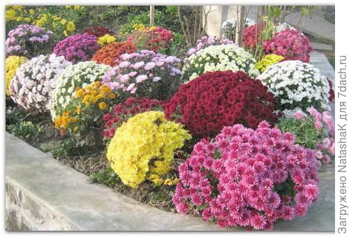 Хризантемы