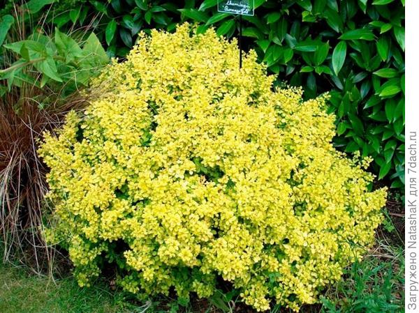 Барбарис Тунберга Бананза Голд