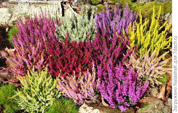 Цветущие эрики