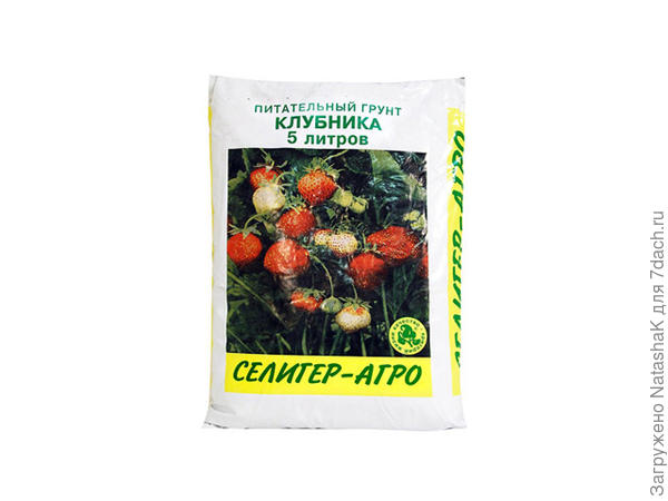 Посеять клубнику на снег. ef46fe. Посеять клубнику на снег фото. Посеять клубнику на снег-ef46fe. картинка Посеять клубнику на снег. картинка ef46fe. Не всегда можно достать рассаду интересного сорта клубники, но есть выход, купите семена и вырастите клубнику самостоятельно дома. Если посеять в феврале семена на снег, уже летом можно лакомиться ягодами.