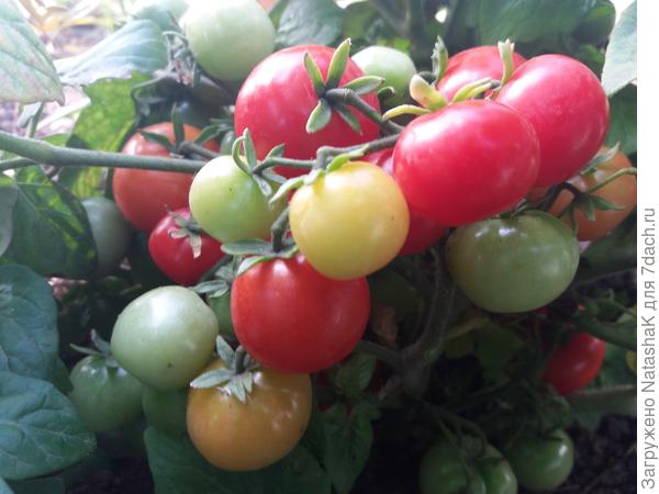 Кусочек Бонсая