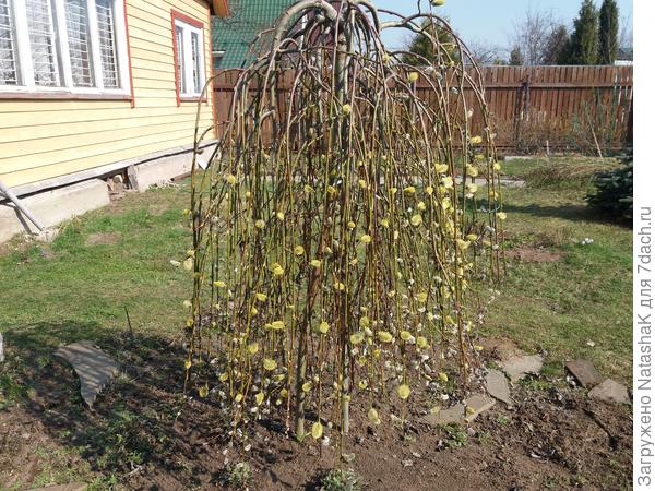 Ива козья Пендула - неделю назад