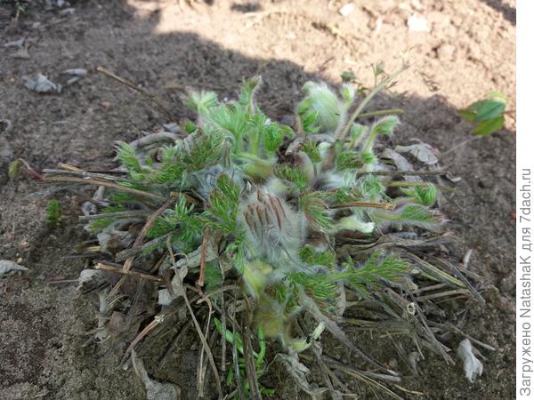 Один из кустиков прострела - недею назад