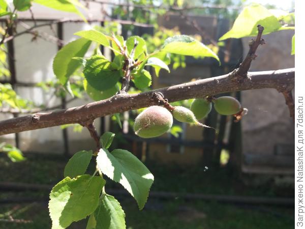 Абрикоски завязались...