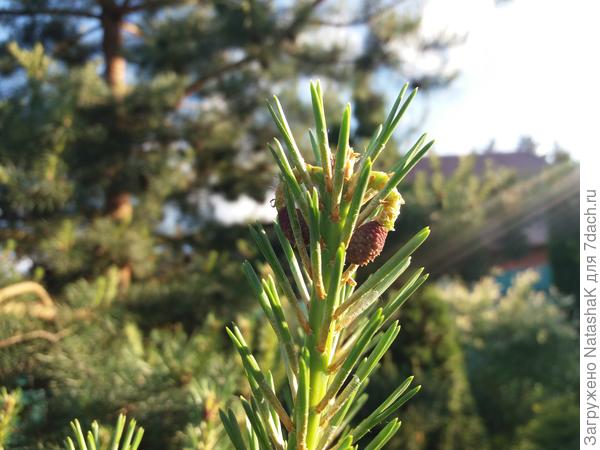 А это сосна из леса