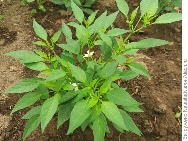 Один из новых дракончиков