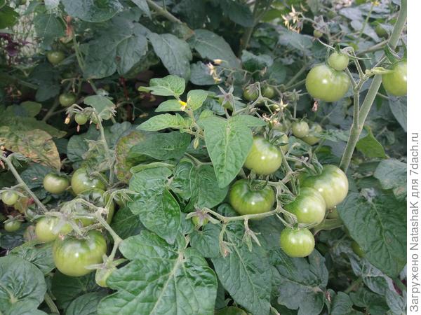 Мой любимый горшечный &quot;Бонсай&quot;