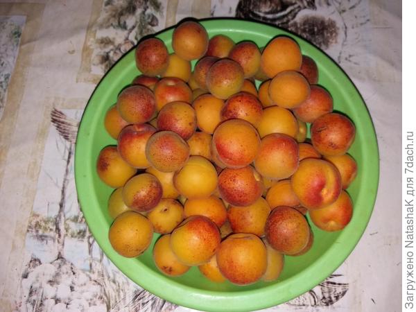 Первый абрикосы