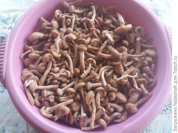 Это не миска - это целый ТАЗ !!!