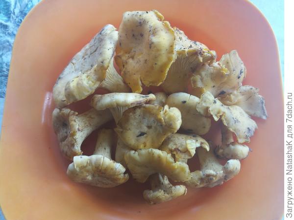 Немного лисичек - на самом деле их гораздо больше