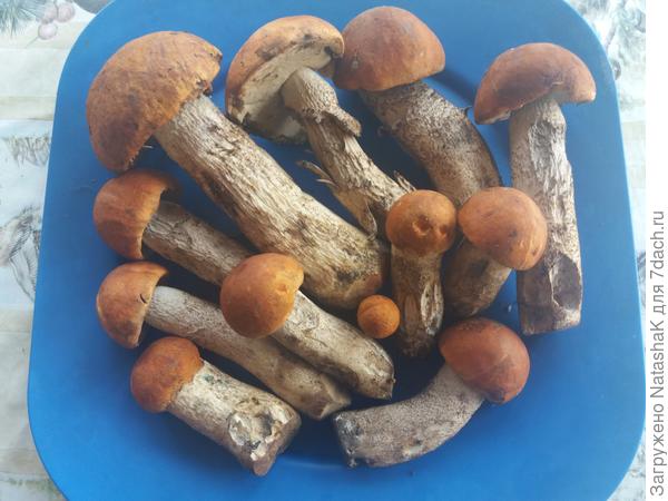 Подосиновики... - выбрала несколько штучек для фото