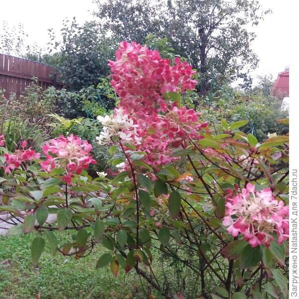 И малиновая, правда, не всегда цветоносы целиком распускаются