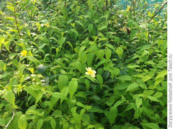 Весь переплелся с форзицией