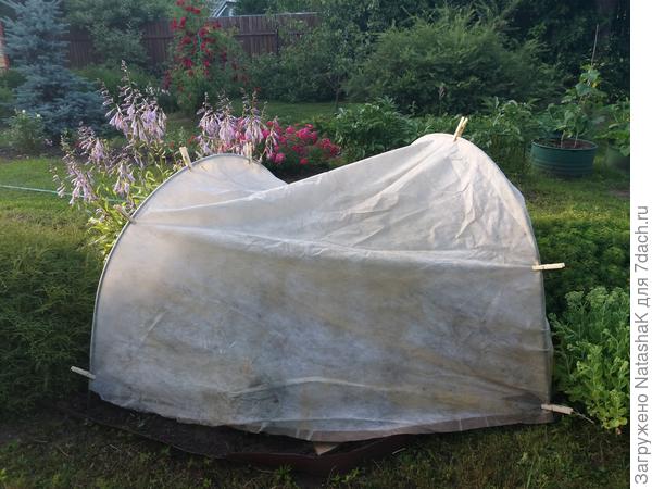 Для защиты рассады цветов...