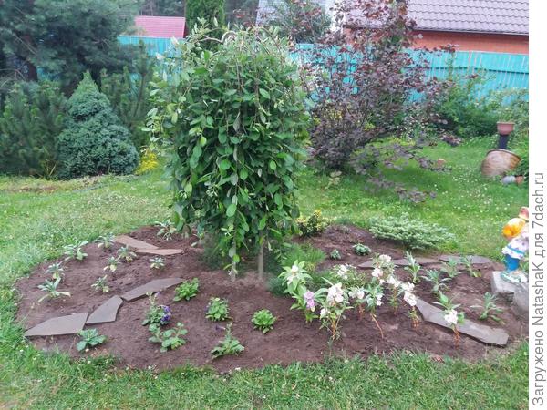 Ива козья Пендула - начало лета 2018