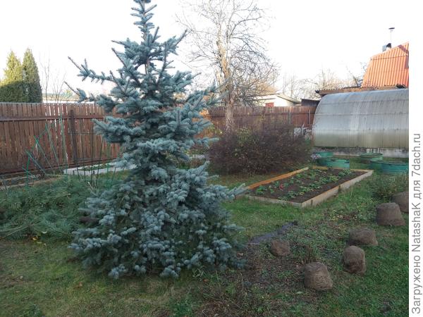 Слева уже укрытая плетистая