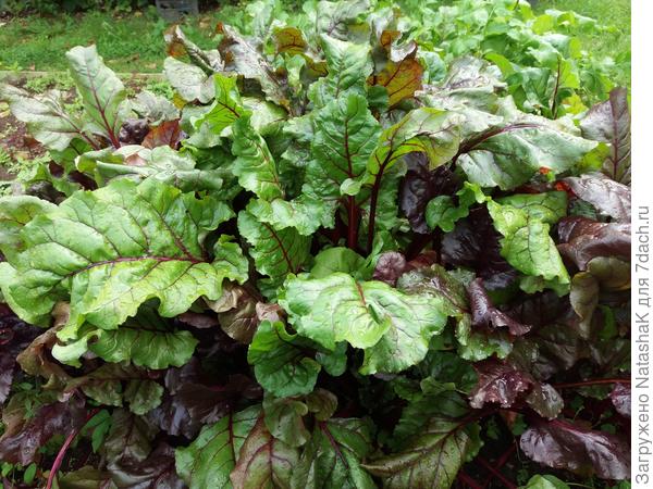 Мангольд Рубин