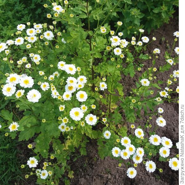 Ромашка девичья