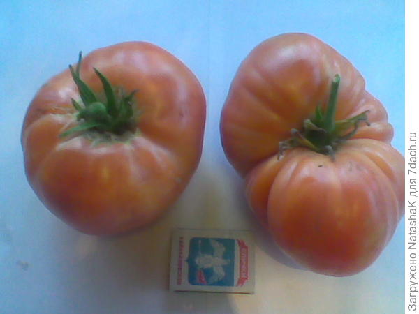 Первые из Малиновых гигантов вот такие вырастают