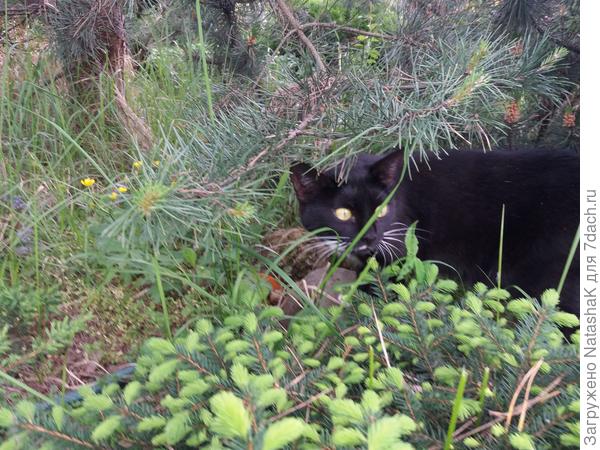 В зарослях...