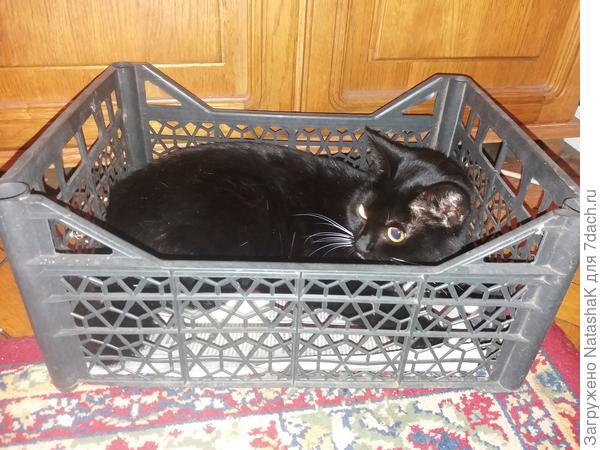 "Поэтому я на свою дачу уже давно собралась - хозяйке помогать!"