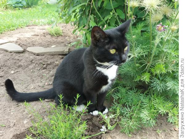 Раньше цветов клумбу осваивает